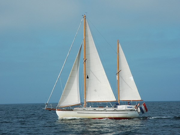 Tayana 37
